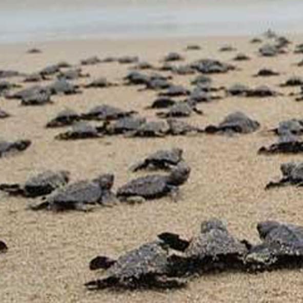 Liberación de tortugas en Puerto Ángel